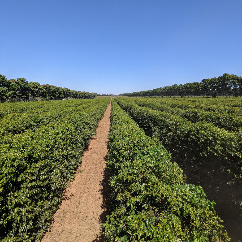 Rio Brilhante