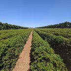 Rio Brilhante