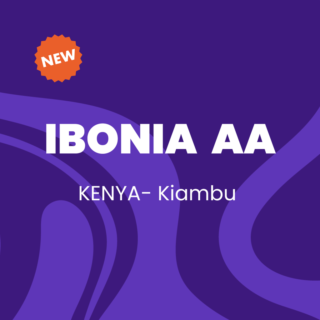IBONIA  AA