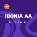 IBONIA  AA