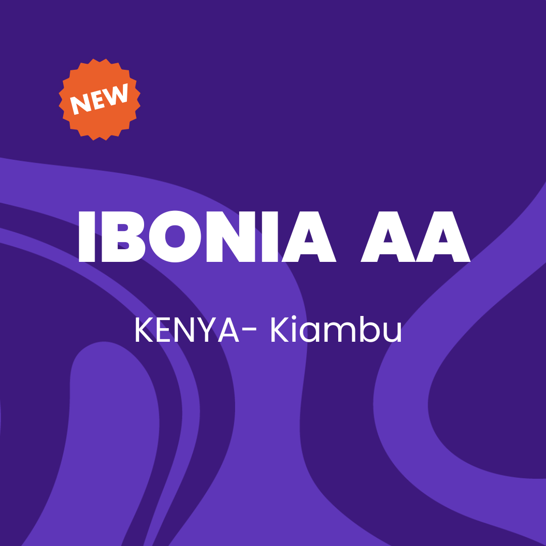 IBONIA  AA