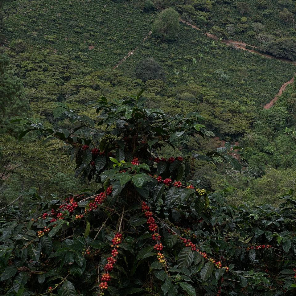 Las Moritas